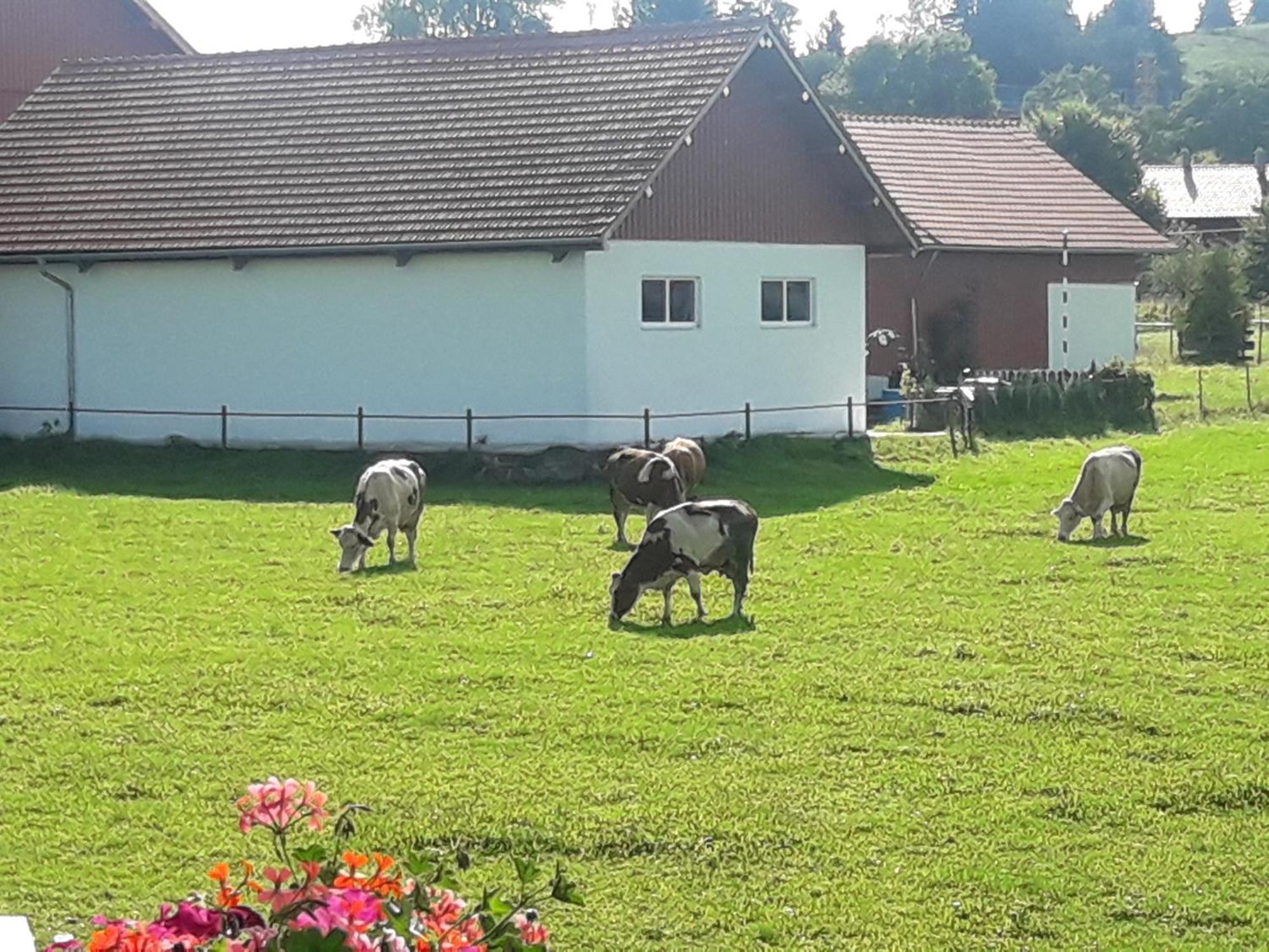 Gaestehaus Reisacher - Einzelzimmer Peiting Exteriör bild